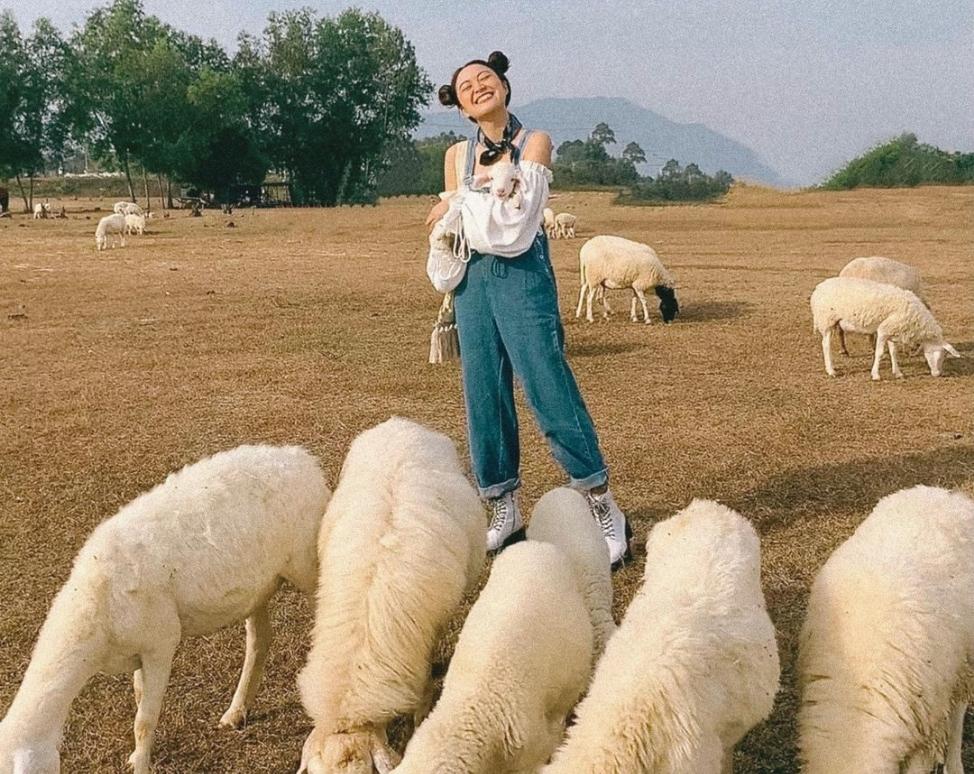 Đồi cừu Vũng Tàu cùng những chú cừu dễ thương