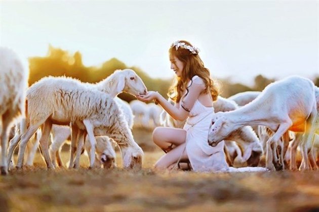 chụp ảnh siêu chất tại đồi cừu Vũng Tàu