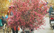 Vé máy bay Tết đi Hà Nội