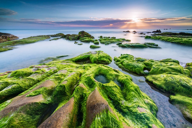 Bãi Rạn Nam Ô - Giới thiệu chung về bãi Rạn Nam Ô