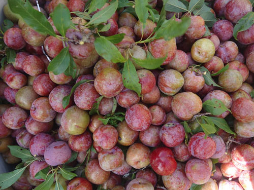 Mứt mận Đà Lạt - Đôi nét về mứt mận dẻo - đặc sản Đà Lạt thơm ngon