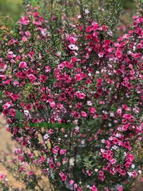 Nhất chi mai Đà Lạt 