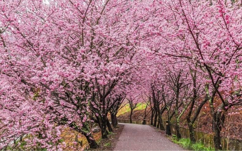 thời gian nở hoa anh đào Đài Loan