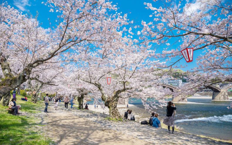 lịch hoa anh đào nở tại Nhật Bản
