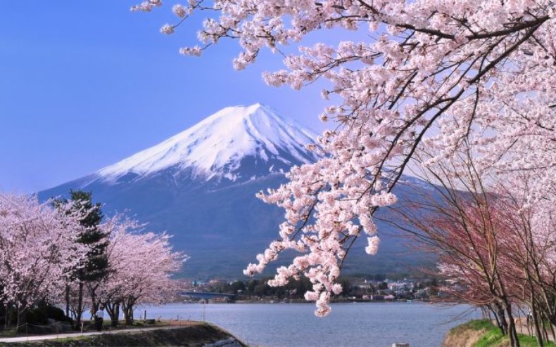 Núi Phú Sĩ - mùa hoa anh đào Nhật Bản