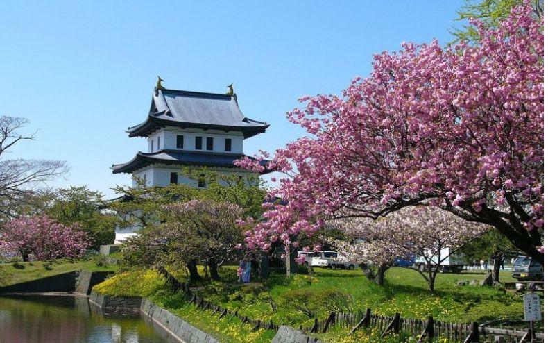 Công viên Matsumae - mùa hoa anh đào Nhật Bản