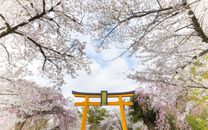 Mùa hoa anh đào Nhật Bản
