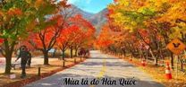 mùa lá đỏ Hàn Quốc