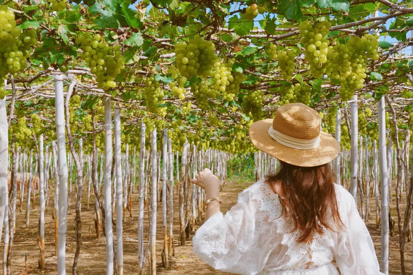 Vườn nho Ba Mọi - Hang Rái Nha Trang
