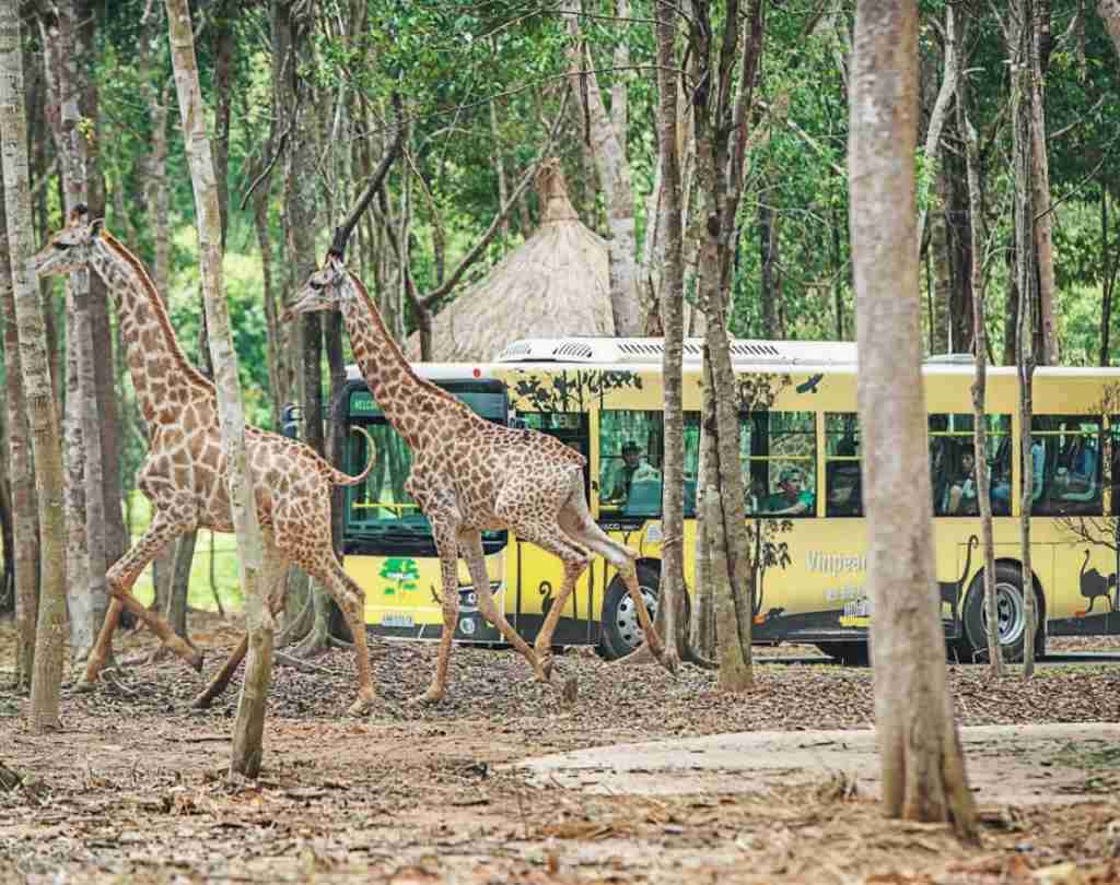 Khách sạn Vinpearl Phú Quốc - Khám phá thế giới hoang dã tại Vinpearl Safari Phú Quốc