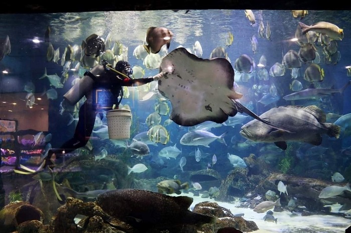 Thủy cung Hà Nội - Các chương trình biểu diễn