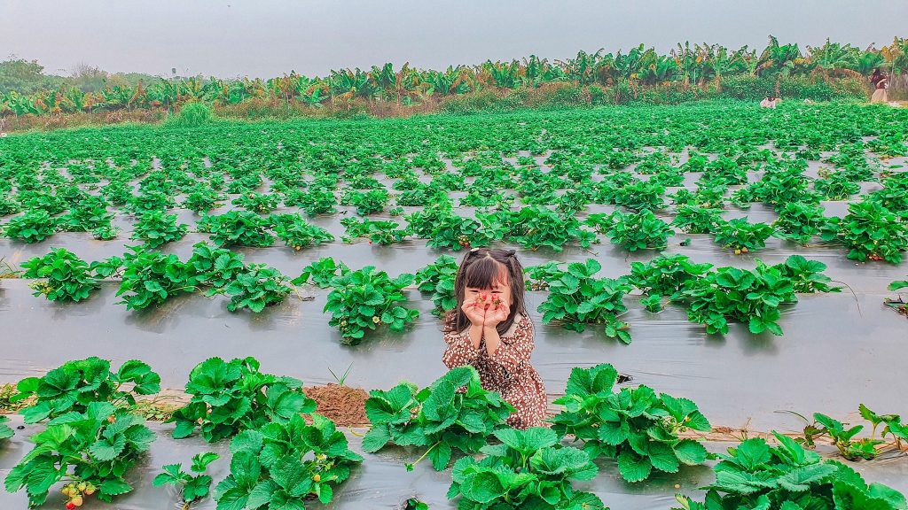 Vườn hoa bãi đá sông Hồng - Vườn dâu Chimi Farm Hà Nội