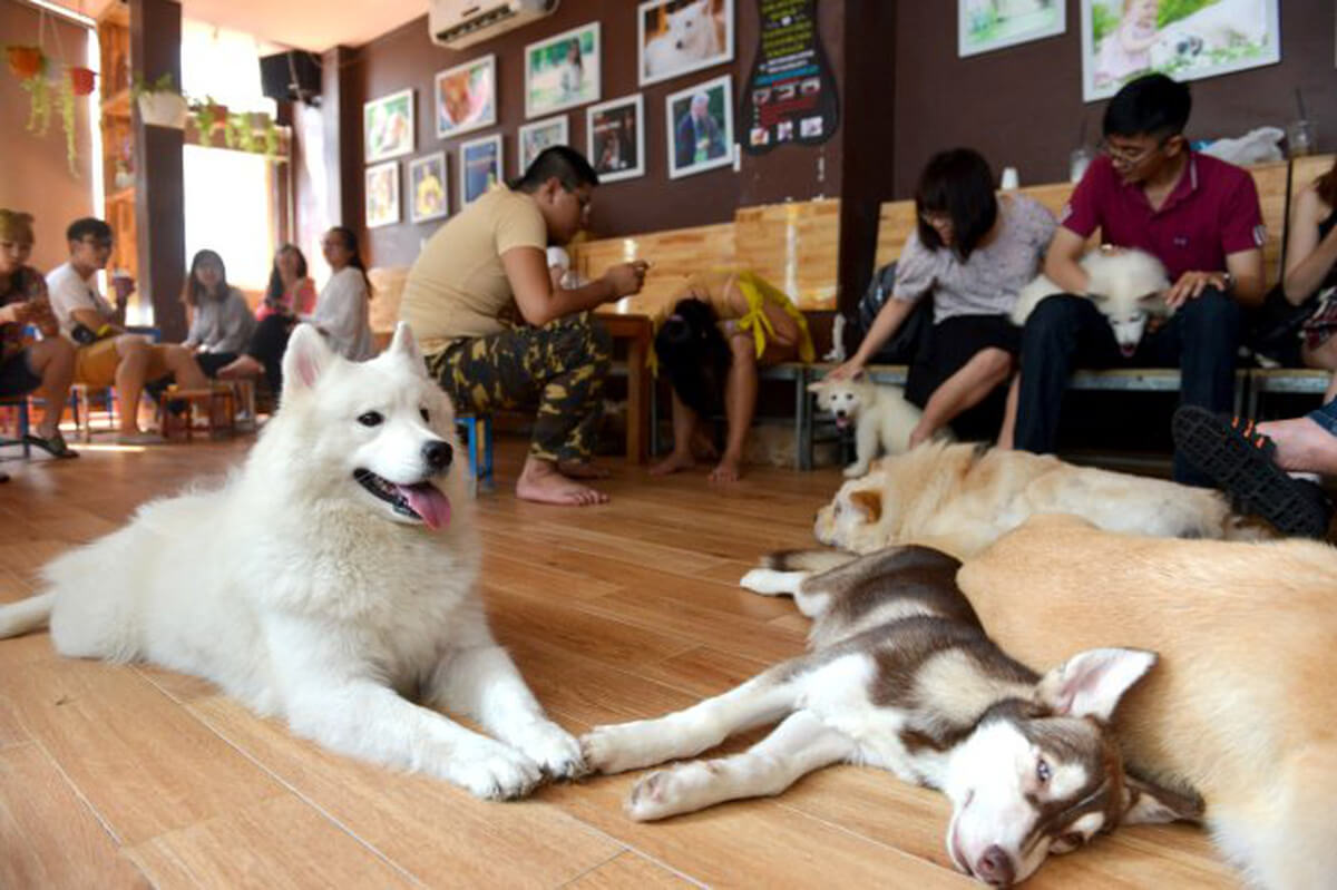 Cafe chó Hà Nội - Cafe chó Hà Nội Bastet’s Home Coffee 