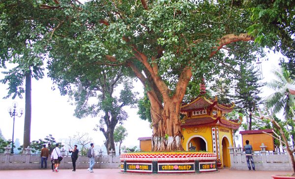 Chùa Trấn Quốc thờ ai - Cây bồ đề 