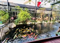 Quán cafe cá koi