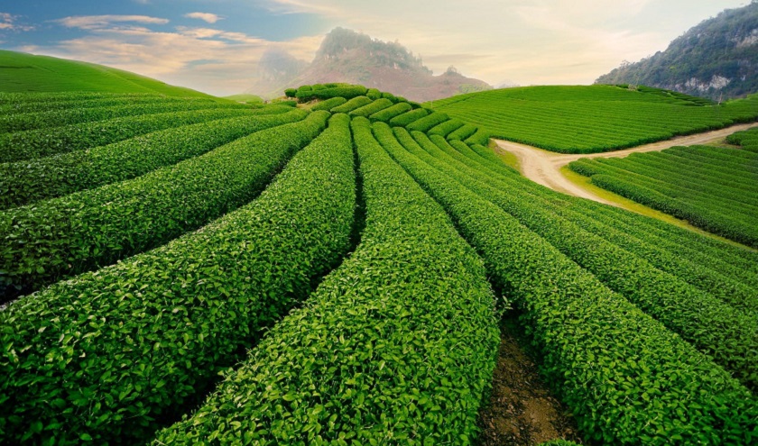 Chè Mộc Châu - đặc sản Sơn La