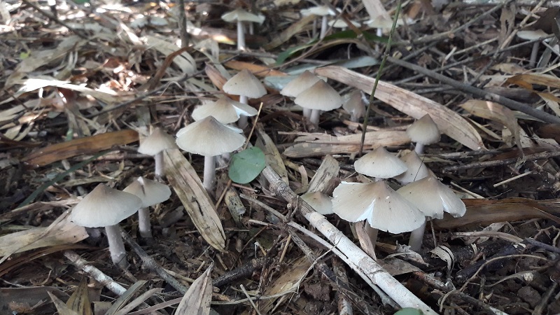 Nấm mối - đặc sản Đồng Nai