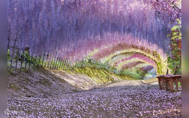 Hoa tử đằng Nhật Bản tháng 4