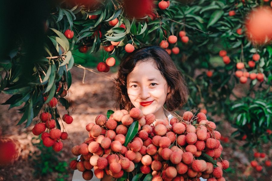 Vườn vải thiều - du lịch Bắc Giang