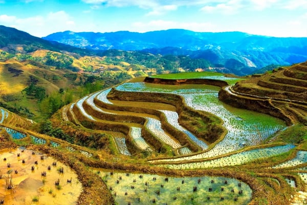 Ruộng bậc thang Banaue