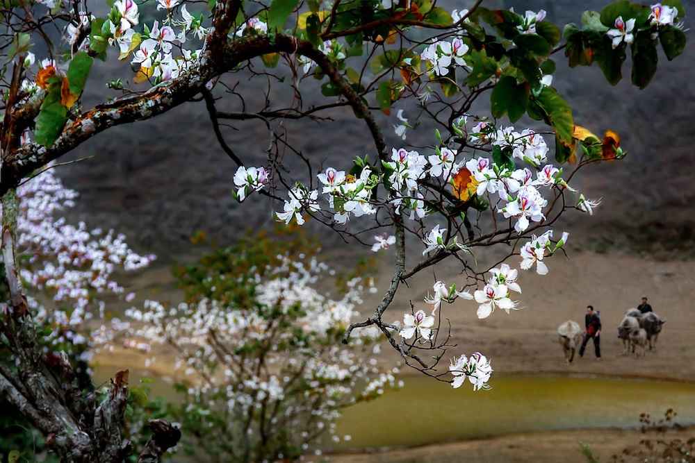 Lễ hội hoa ban - vé máy bay tháng 3