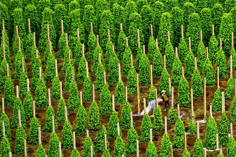 Giá vé máy bay Nha Trang đi Phú Quốc giá rẻ 3