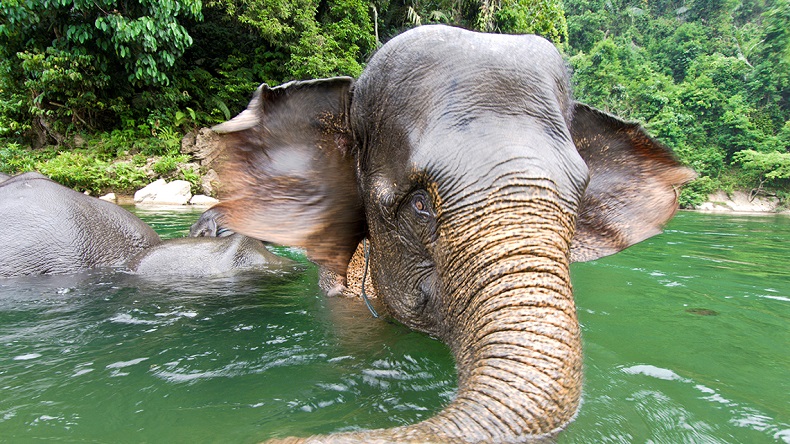 Động vật hoang dã ở công viên quốc gia núi Leuser