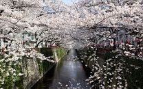 Vé máy bay Nha Trang đi Tokyo