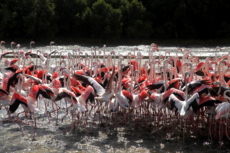 Đàn chim hồng hạc ở hệ thống rừng ngập mặn của Ả Rập Xê Út