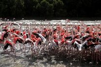 Vé máy bay Thanh Hóa đi Ả Rập Xê Út tháng 8