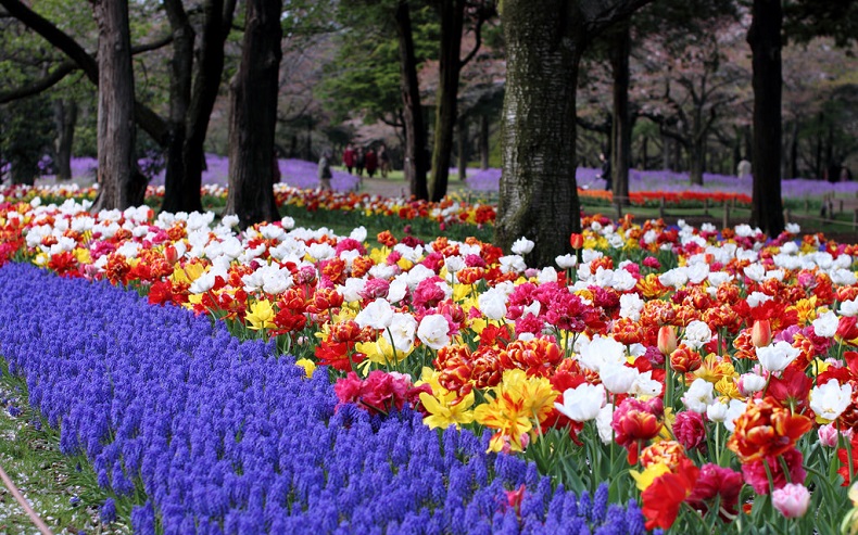 Vườn hoa ở công viên Showa Kinen