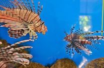 Vé máy bay Vietnam Airlines Đà Nẵng đi Nha Trang