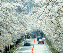 Trải nghiệm đáng nhớ với vé máy bay Hải Phòng đi Hàn Quốc khứ hồi