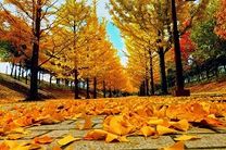 Thông tin vé máy bay Cần Thơ đi Seoul đầy hấp dẫn