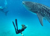 Giật mình với vé máy bay Đà Nẵng đi Cebu giá siêu rẻ