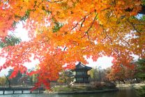 Đặt vé máy bay Đà Nẵng đi Hàn Quốc giá rẻ tại VietAIR 