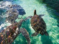 Một lần bay vạn lần nhớ với tấm vé máy bay đi Hawaii, Mỹ