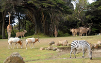 Đặt mua vé máy bay đi Houston giá rẻ tháng 8