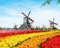 Hấp dẫn vé máy bay Hà Nội đi Hà Lan tháng 3