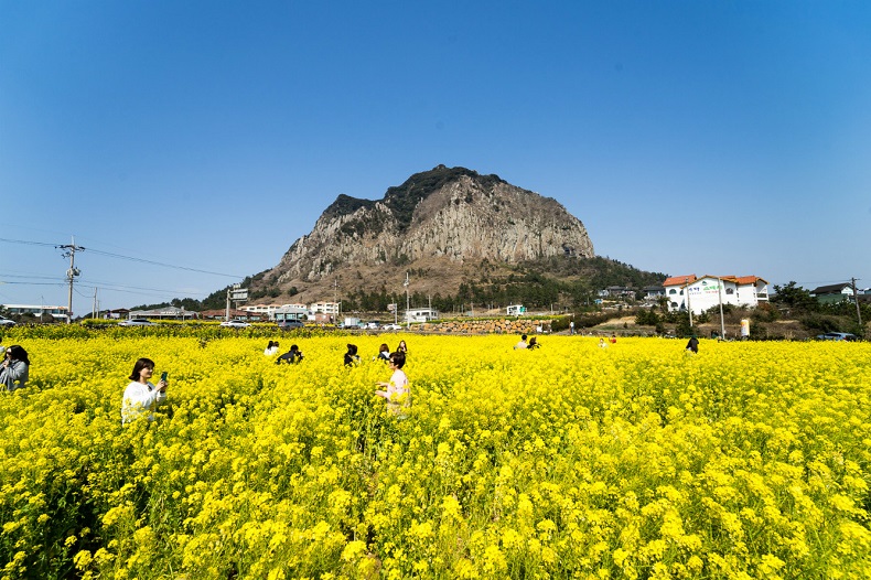 Cánh đồng hoa cải ở Jeju