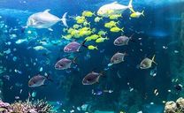 Vé máy bay Hải Phòng đi Sydney tháng 8