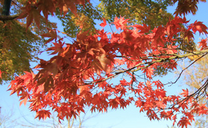 Săn ngay vé máy bay Đà Nẵng đi Canada giá rẻ