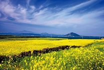 Vé máy bay khứ hồi Cần Thơ đi Hàn Quốc tháng 11