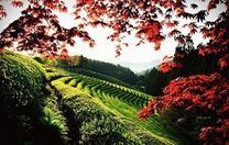 Vé máy bay khứ hồi Hải Phòng đi Hàn Quốc tháng 11