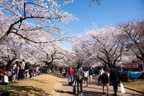 Vé máy bay khứ hồi Đà Nẵng đi Tokyo tháng 1