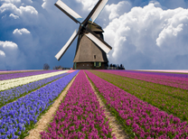 Khủng hoảng giá vé máy bay Quy Nhơn đi Hà Lan