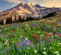 Thông tin mới nhất vé máy bay Sài Gòn đi Toronto tháng 2