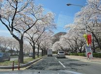 Vé máy bay Thanh Hóa đi Busan tháng 8