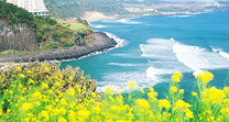 Vé máy bay từ Nha Trang đi Jeju