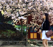 Vé máy bay từ Tuy Hòa đi Jeju